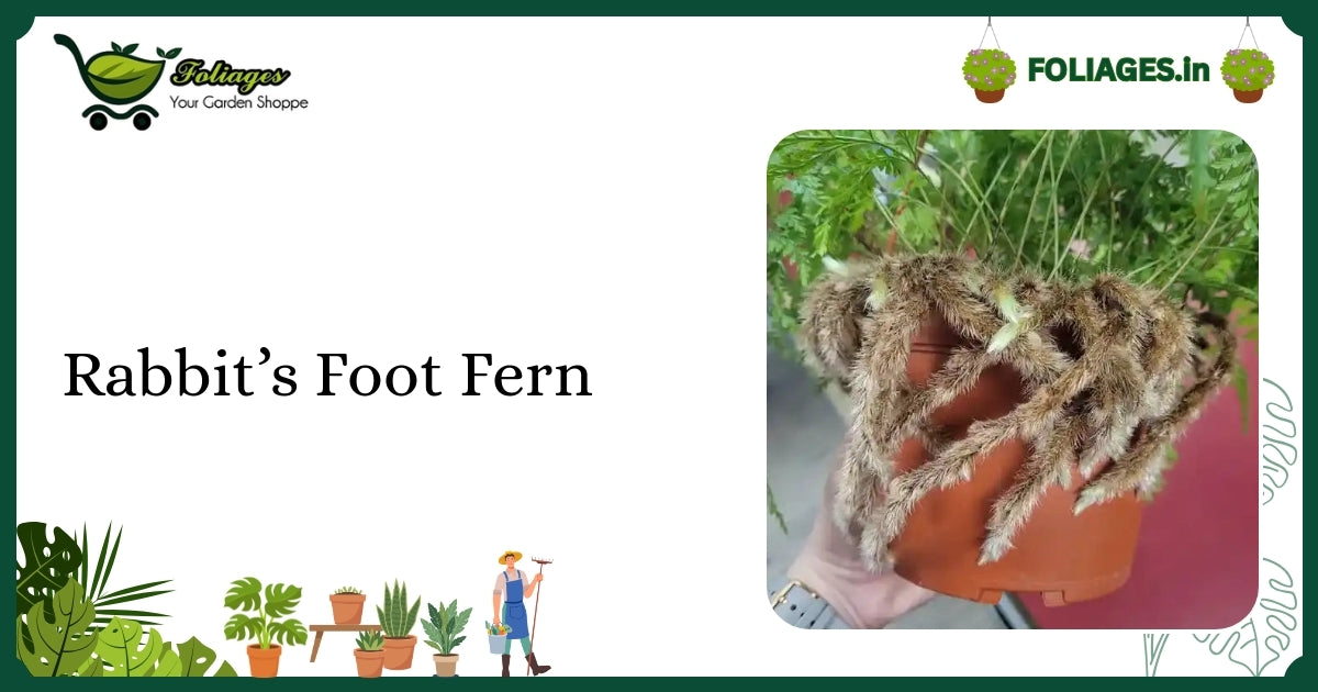 Rabbit’s Foot Fern Care: Rare Hairy Rhizome Fern in India