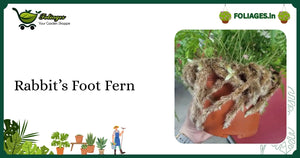 Rabbit’s Foot Fern Care: Rare Hairy Rhizome Fern in India