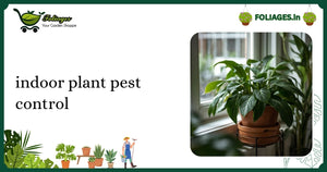 Indoor Plant Pest Control: Essential Guide for Indian Growers