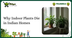 Why Indoor Plants Die in Indian Homes: A Practical Guide