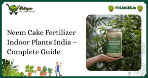 Neem Cake Fertilizer Indoor Plants India – Complete Guide