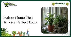 Indoor Plants That Survive Neglect India: Care & Guide