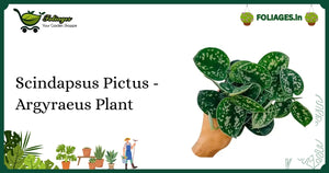 Scindapsus Pictus - Argyraeus Plant Care: Keeping Silver Variegation Stable