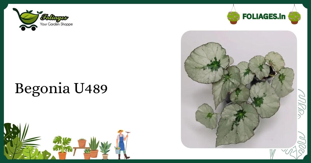 Begonia U489 Care: Rare Compact Begonia with Striking Green Foliage