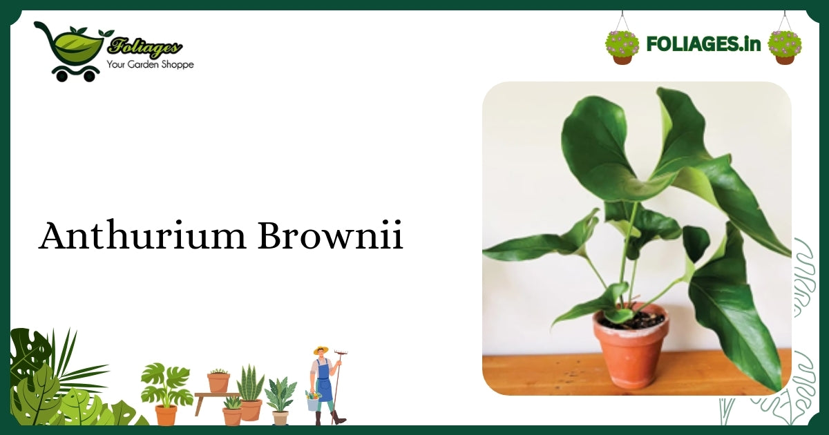 Anthurium Brownii Care India: Keeping Velvet Texture Intact