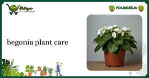 Begonia Plant Care Guide for Indian Plant Lovers