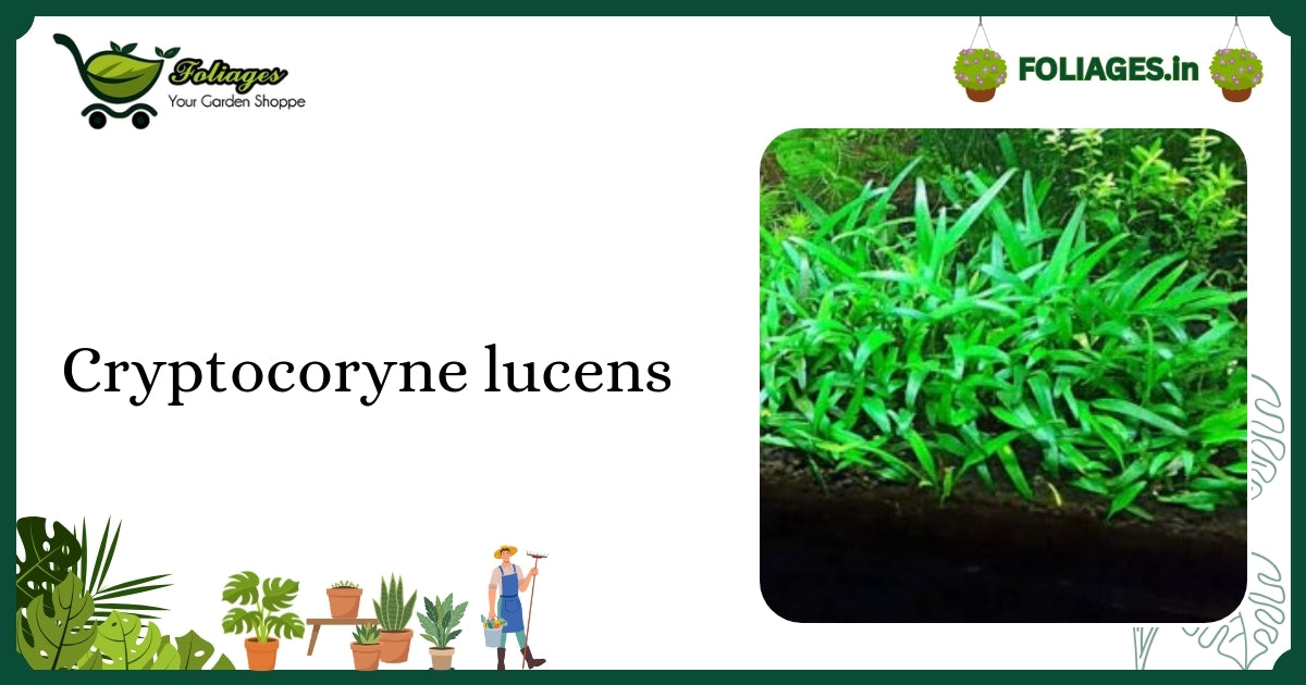 Cryptocoryne lucens Care India: Compact Lance-Shaped Aquatic Plant