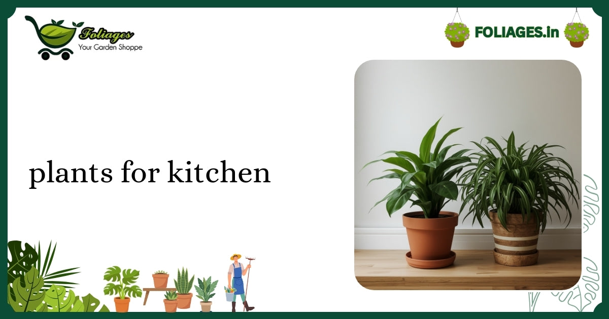 Plants for Kitchen: Care Tips for Indian Homes