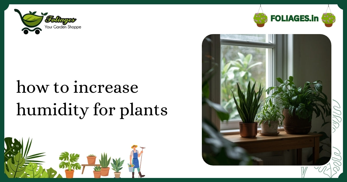 How to Increase Humidity for Plants in Indian Homes