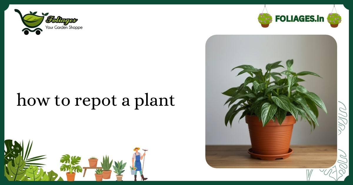 How to Repot a Plant: A Practical Guide for Indian Plant Lovers
