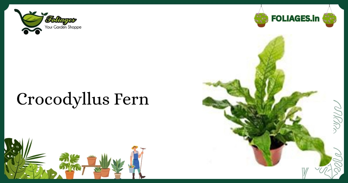 Crocodyllus Fern Care India: Textured Tropical Fern Guide