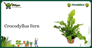 Crocodyllus Fern Care India: Textured Tropical Fern Guide