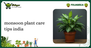 Monsoon Plant Care Tips India: Essential Guide for Every Grower