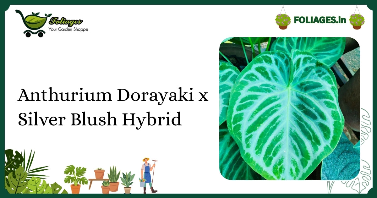 Anthurium Dorayaki x Silver Blush Care: Velvet Leaves with Silver Veins