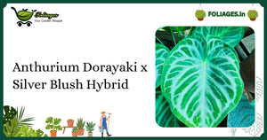 Anthurium Dorayaki x Silver Blush Care: Velvet Leaves with Silver Veins