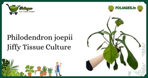 Philodendron joepii Jiffy Tissue Culture Care Guide for India