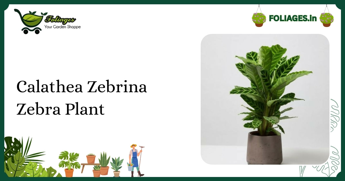 Calathea Zebrina Zebra Plant Care: Velvet Striped Foliage Tips