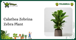 Calathea Zebrina Zebra Plant Care: Velvet Striped Foliage Tips