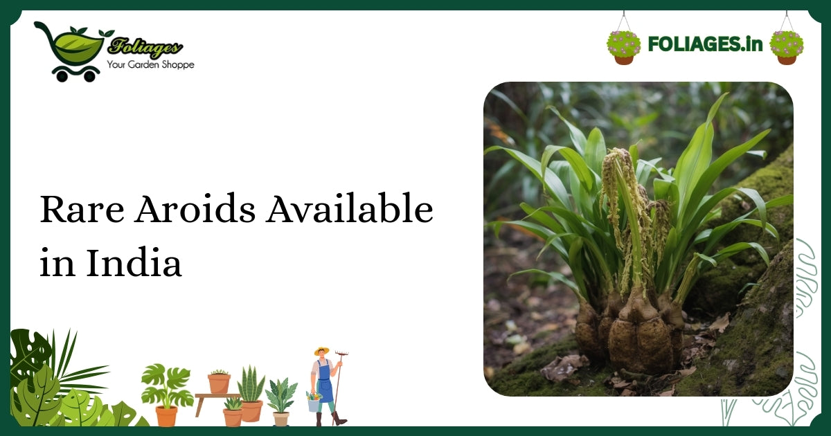 Rare Aroids Available in India: Care and Collector’s Guide