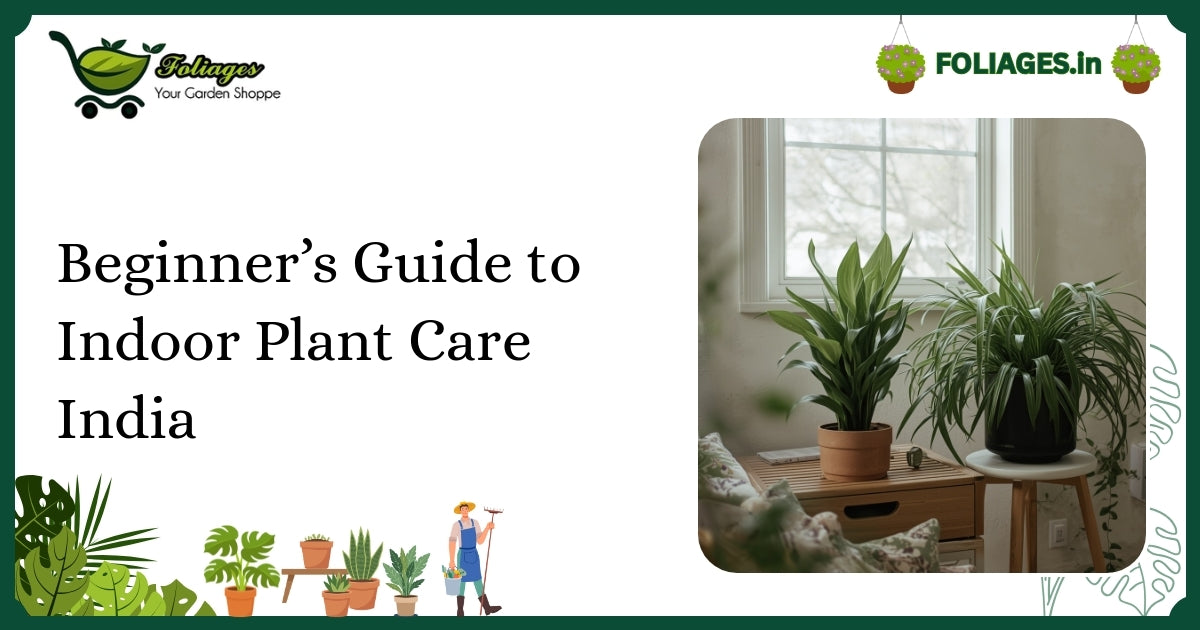 Beginner’s Guide to Indoor Plant Care India: Essential Tips