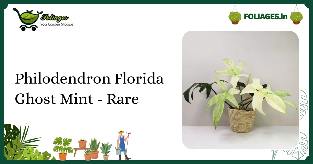 Philodendron Florida Ghost Mint - Rare White Translucent Leaves Care