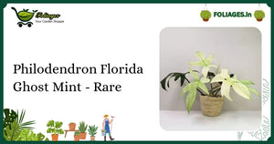 Philodendron Florida Ghost Mint - Rare White Translucent Leaves Care