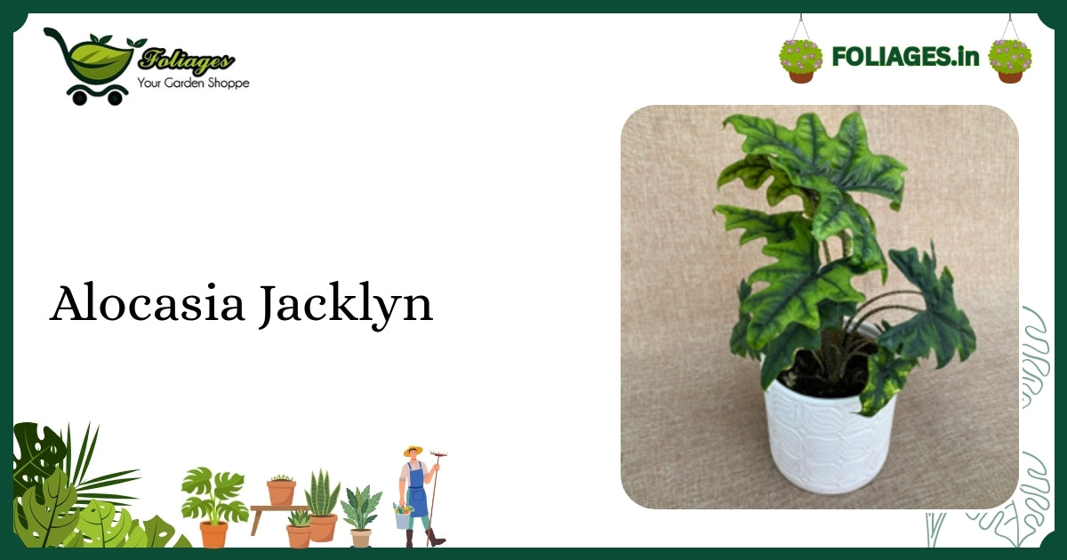 Alocasia Jacklyn Care: Deeply Lobed Velvet Leaves in India