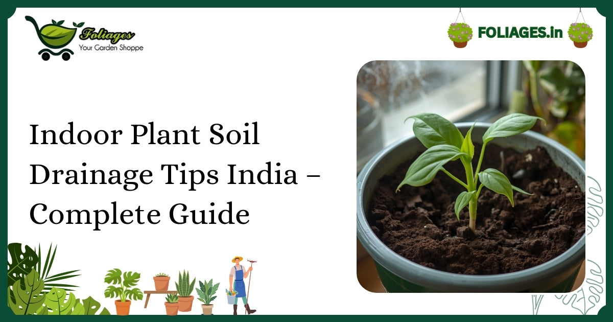 Indoor Plant Soil Drainage Tips India – Complete Guide