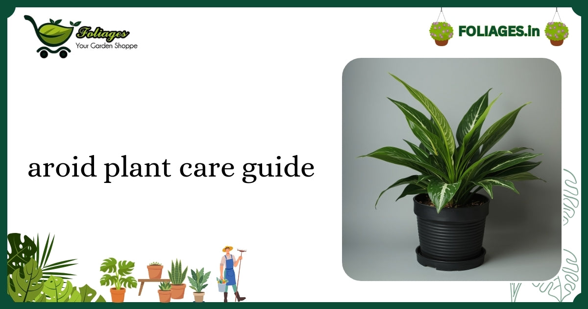Aroid Plant Care Guide for Indian Plant Lovers