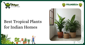 Best Tropical Plants for Indian Homes: Care and Varieties