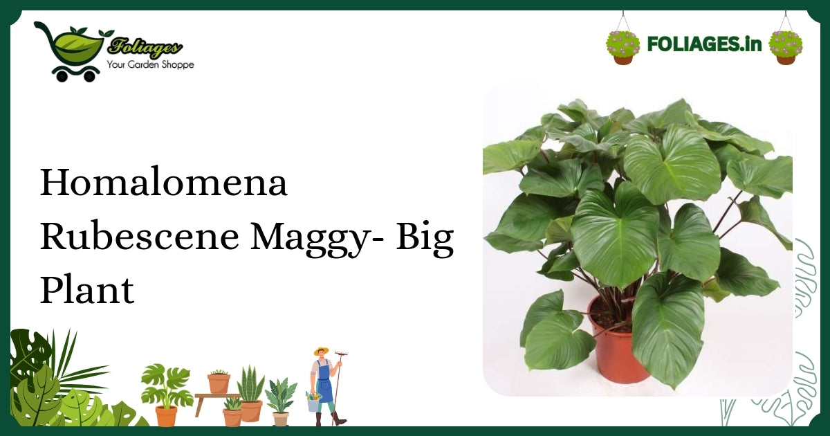 Large Green Homalomena Rubescens Maggy Care in India
