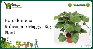 Large Green Homalomena Rubescens Maggy Care in India