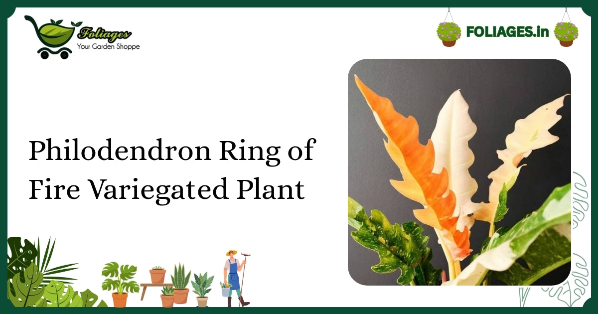 Philodendron Ring of Fire Variegated Plant Care Guide for India