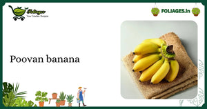Healthy Medium-Sized Poovan Banana Plant Care in India