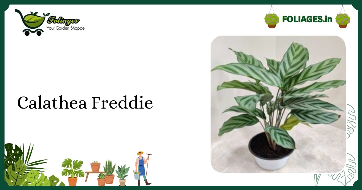 Calathea Freddie Care India: Light Green Leaves with Dark Stripes