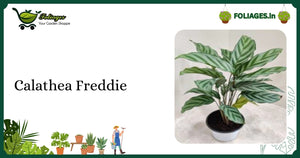 Calathea Freddie Care India: Light Green Leaves with Dark Stripes