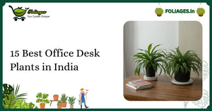 15 Best Office Desk Plants in India for Every Workspace