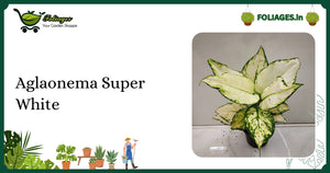Aglaonema Super White Care: Compact White Variegated Aroid in India