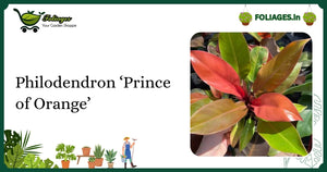 Philodendron ‘Prince of Orange’ Care: Keeping Vibrant Colors in India