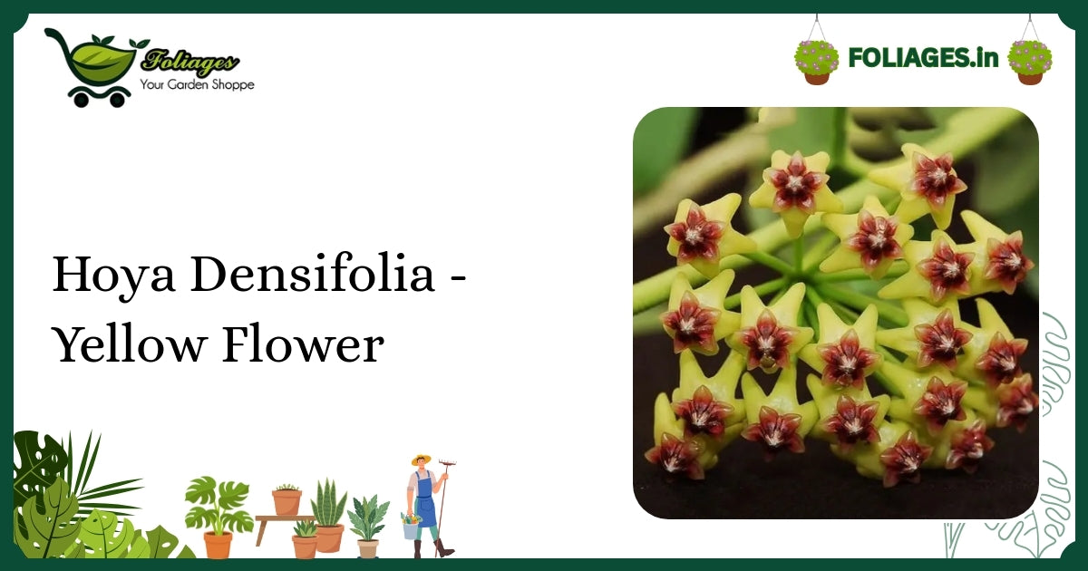 Hoya Densifolia Care India: Dense Foliage & Fragrant Yellow Flowers
