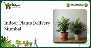 Indoor Plants Delivery Mumbai: A Complete Guide for Indian Growers