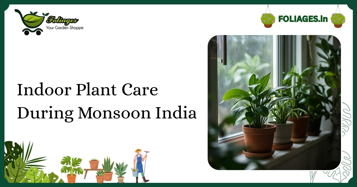 Indoor Plant Care During Monsoon India: A Practical Guide