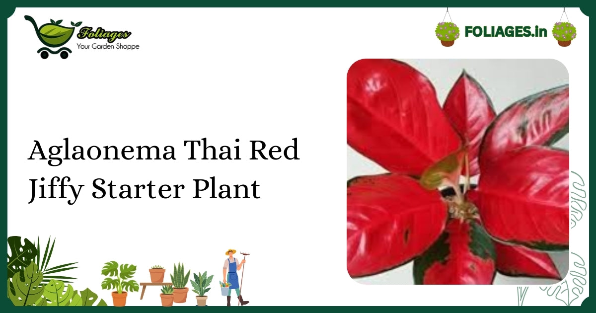 Aglaonema Thai Red Jiffy Starter Plant Care in Indian Homes