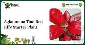 Aglaonema Thai Red Jiffy Starter Plant Care in Indian Homes