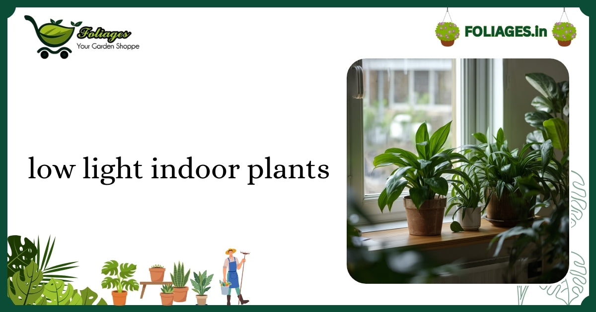 Low Light Indoor Plants: Care Guide for Indian Plant Lovers