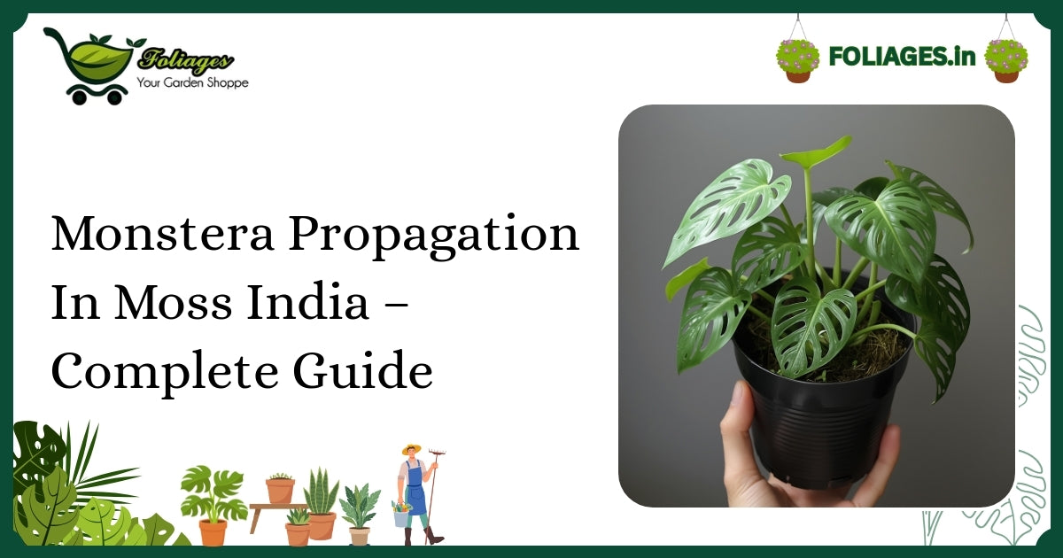 Monstera Propagation In Moss India – Complete Guide