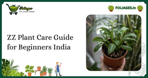 ZZ Plant Care Guide for Beginners India: Easy Tips