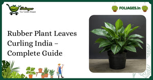 Rubber Plant Leaves Curling India – Complete Guide