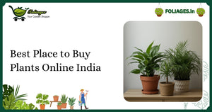 Best Place to Buy Plants Online India: Trusted & Easy Guide