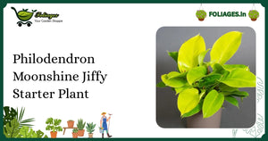 Philodendron Moonshine Care India: Glossy Green Vine Tips
